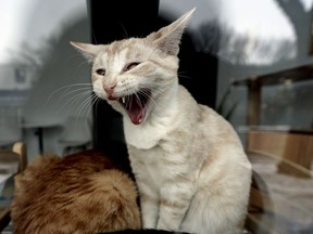 FILE: A furry feline yawns after after finishing a cat nap.