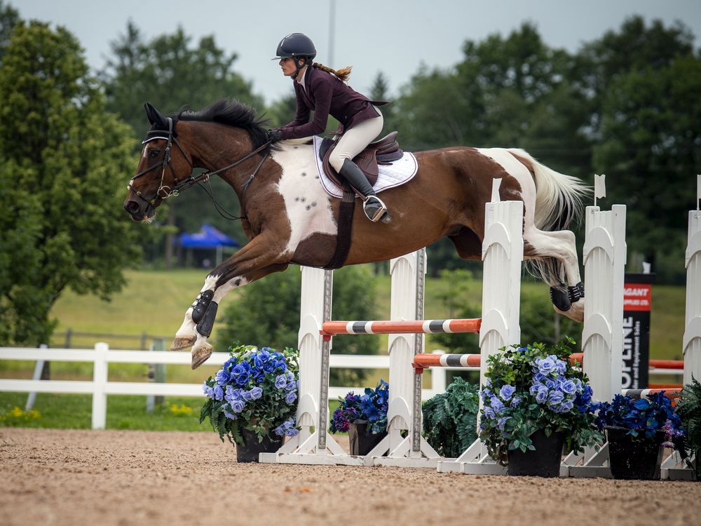 Piebald Horse Jumping