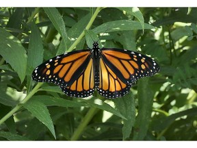 The Hydro Ottawa pollinator meadow on Cambrian Road near the Trail Road landfill attracts monarch butterflies and many of the pollinators so essential to a healthy ecosystem.