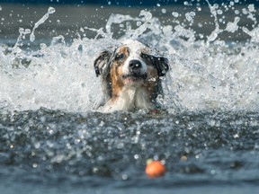 A very good dog swims to catch a ball.