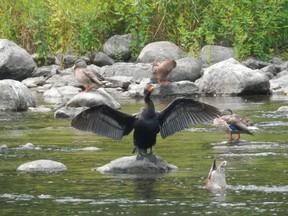 Files:  A double-crested cormorant dries out its feathers downstream of Hog's Back Falls, surrounded by mallard ducks.