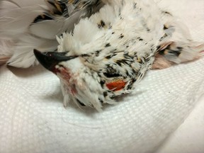 Two dead mystery birds were found at Blair Station on Aug. 25. They turned out to be ptarmigan.
