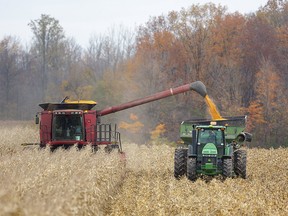 A father offloads corn to his son pulling a hopper wagon as they harvest at a farm in Ontario.