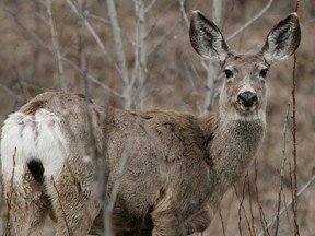 FILE: White-tailed deer.