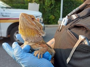Someone in the Stittsville area found a bearded dragon lizard in their backyard. An Ottawa Police officer transported him to the Ottawa Humane Society