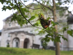 OTTAWA - Aug 9, 2021 - Leaves that have been eaten by the Lymantria dispar dispar (LDD), previously referred to as the Gypsy Moth, at Rideau Hall in Ottawa. This year the moths had devastated a number of ceremonial trees at Rideau Hall.