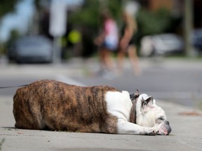 Bucho the English Bull Dog watches over 5th Ave. in Ottawa. Bucho loves the heat of the sidewalk as he relaxes in the sunshine.