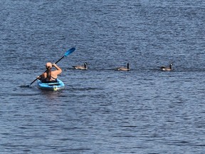 A woman gets in line with some Canada geese while kayaking on the Rideau River in Ottawa Tuesday.