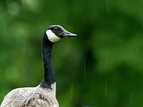 A Canada Goose sits out a rain storm.
