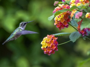 Humming bird