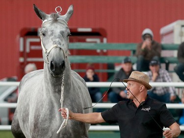 Dennis Lussier shows off his horse in the Percherons competition.