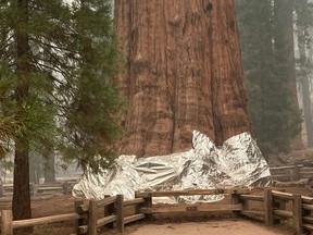 In this picture released by the National Park Service on September 16, 2021, firefighters wrap the historic General Sherman Tree, estimated to be around 2,300 to 2,700 years old, with fire-proof blankets in Sequoia National Park, California.