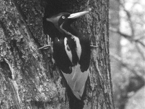 This handout photo taken from movie footage recorded by Arthur Allen in Louisiana, 1935, shows an Ivory-billed woodpecker.