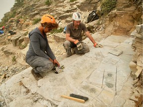 Files: Researchers at a the quarry site in this handout image. Filming Researchers at the Royal Ontario Museum and University of Toronto have uncovered fossils of a large predatory species in 506-million year old rocks in the Canadian Rockies.