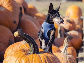 Charlotte Hanington's dog, Ellie, a toy Manchester terrier.