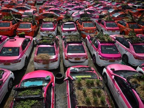 Miniature gardens are seen on the roof of unused taxis due to the business crisis caused by the coronavirus disease (COVID-19) pandemic at a taxi garage in Bangkok, Thailand, September 16, 2021.