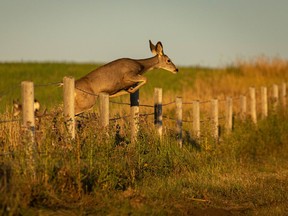 FILE: A deer doe vaults a fence.
