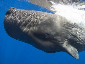 Sperm whales can dive to 1,000 metres depth and hold their breath for two hours. Carleton marine biologist Shane Gero's research is featured in the Emmy-winning National Geographi documentary Secrets of Whales