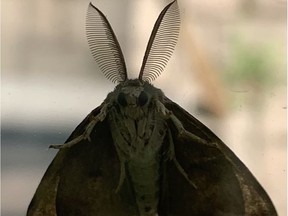 A male LDD moth alights on a window pane in Ottawa.
