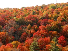 CHELSEA- October 11, 2021 --Peak fall colours in the Gatineau Park, October 11, 2021