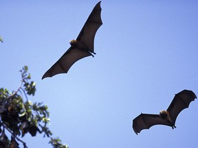 Pemba flying foxes in flight on the island of Pemba off the coast of Tanzania.