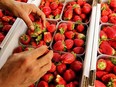 Using strawberries as their test case, botanists at the University of Basel have developed an efficient, low-cost approach to confirming claims of geographical origin.