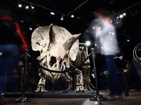 Visitors look at the skeleton of a gigantic Triceratops over 66 million years old, named "Big John", on display before its auction by Binoche et Giquello at Drouot auction house in Paris, France, October 20, 2021.