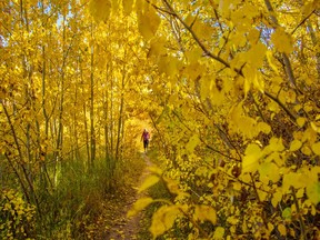 Fall leaves provided a golden tunnel of colour for walkers.