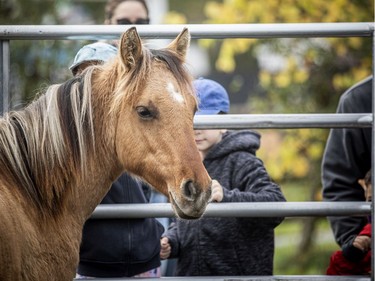 The Tagwàgi Festival, the first in a series of four seasonal events that will take place at Mādahòkì (to share the land) Farm, the National Capital Region's new Indigenous attraction and gathering place, was held Sunday, Oct. 17, 2021. Rare and endangered Ojibwe Spirit Horses are a special attraction at the farm.