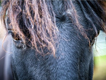 The Tagwàgi Festival, the first in a series of four seasonal events that will take place at Mādahòkì (to share the land) Farm, the National Capital Region's new Indigenous attraction and gathering place, was held Sunday, Oct. 17, 2021. Rare and endangered Ojibwe Spirit Horses are a special attraction at the farm.