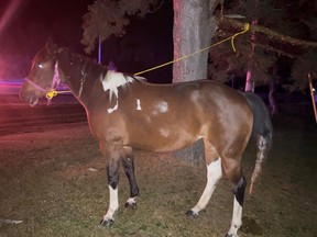 Lanark OPP found this horse on the on Highway 7 near Perth.