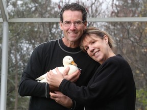 Marc Gendron and his wife, Micheline Proulx, hold Tiny the duck outside their home in Cumberland. Tiny is missing most of its upper bill, while its lower, when they found it, was broken and bent down at a 90-degree angle.