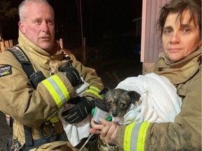 Two of the three dogs who were given oxygen at a fire on Bayview in Constance Bay.