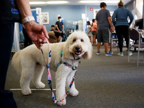 Kristin Gist and her dog Ollie visit the vaccination clinic at Rady Children's Hospital as the hospital eases some of their COVID-19 restrictions in San Diego, California, U.S., November, 11, 2021.