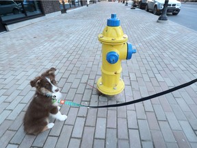 OTTAWA - Nov 19, 2021 - Oakley the puppy does not know what to think of a fire hydrant in the middle of the sidewalk on Bank Street near Lansdowne Park.