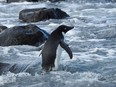 An Adelie penguin is seen at the coast of Banks Peninsula after travelling from his natural habitat of Antarctica, in New Zealand Nov. 12, 2021.