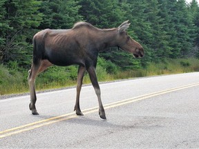 Files: Moose are a common sight on Newfoundland's roads and highways.