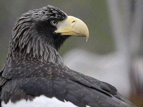 Files: A Steller's sea eagle