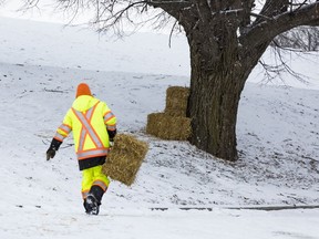OTTAWA -- City of Ottawa crews removed sign posts and laid bales of hay to act as barriers to other obstacles at the Mooney's Bay hill where a 11 year old girl died in a sledding accident a day before. Tuesday, Dec. 28, 2021