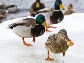 OTTAWA - A female mallard duck is on the run with some bread along the banks of the Rideau River on Wednesday, December 29, 2021 -.  ERROL MCGIHON, Postmedia