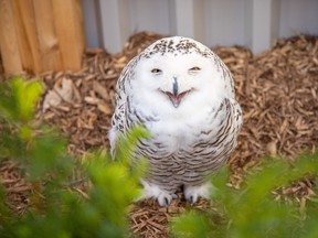 At the Canadian Museum of Nature’s Owls Rendez-vous exhibit, visitors will be able to view these beautiful creatures in their special habitats and enjoy their distinct personalities.