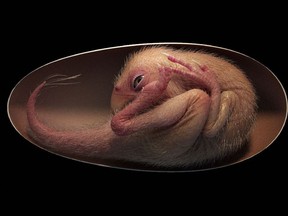 A rendition of a close-to-hatching oviraptorosaur dinosaur embryo, which is based on the new specimen Baby Yingliang found in the Ganzhou, Jiangxi Province, southern China.