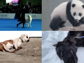 A look back at the cute animals we encountered in our video series It's not all bad news. Postmedia/Reuters