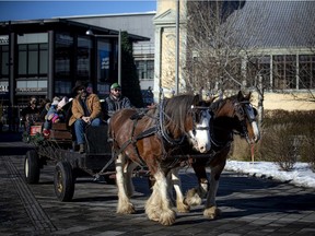 The Ash Meadow Farm Carriage Company was operating the horse-drawn wagon rides at the Ottawa Farmers' Market at Lansdowne, Sunday, Dec. 12, 2021.