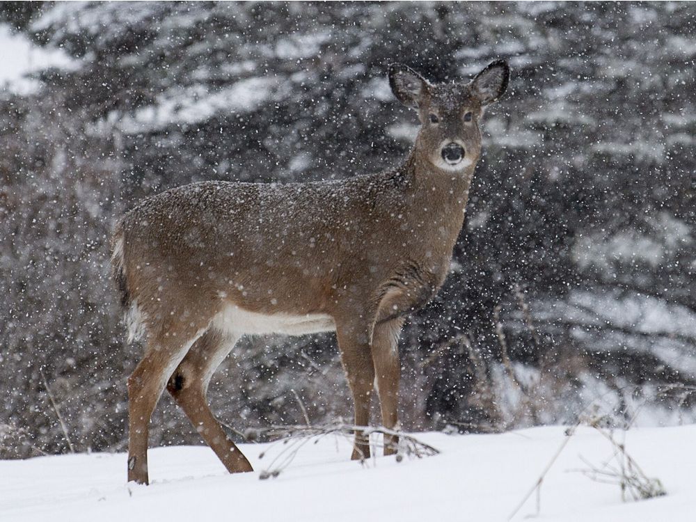 Deer can be infected with the virus that causes COVID-19 | Ottawa Citizen