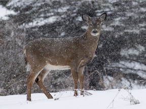 A deer walks through the snow near Gatineau Park in Chelsea, Que., in 2018. The National Centre for Foreign Animal Disease confirmed this week that the virus that causes COVID-19 was found for the first time in wildlife in three free-ranging deer in Quebec.