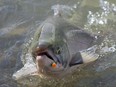 Files:  A sockeye salmon is reeled in by a fisherman along the shores of the Fraser River.