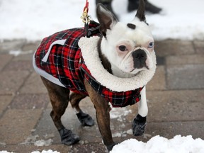 "Ace", the Boston Terrier, doesn't appear too impressed with weather.