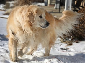 "Prince", a Golden Retriever, is perfectly healthy and doesn't have to worry about going to a vet clinic anytime soon, which is a good thing because the city's largest provider of emergency vet care is closed due to COVID.