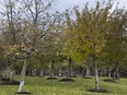 Trees that were planted at Lansdowne. Some neighbourhoods in Ottawa are well below the 40 per cent tree canopy envisioned in the new official plan.